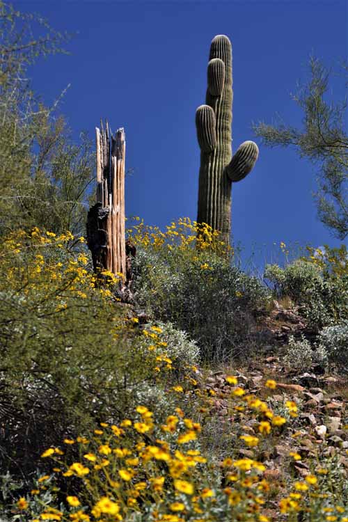 saguaro skeleton